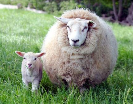 Купить подушки из овечьей шерсти в Казани